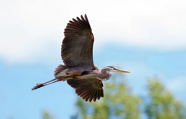 The sky, flight, bird