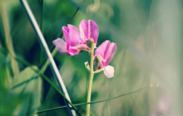 Picture grass, pink, polka dot, green