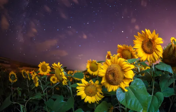 Field, the sky, sunflowers, night, nature, stars, Eugene Trisko