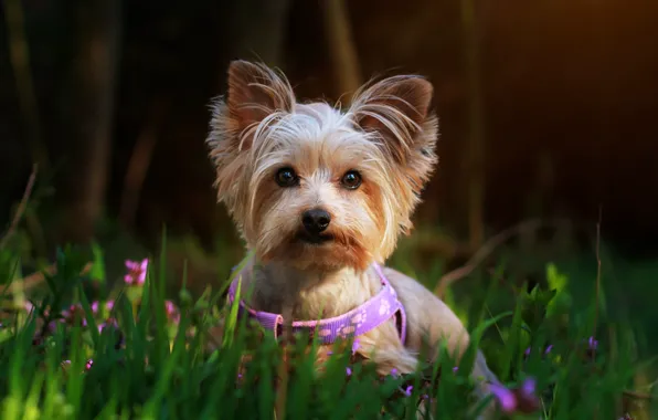 Grass, look, flowers, nature, dog, collar, face, bokeh