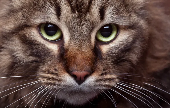Cat, cat, look, face