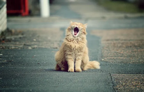 Cat, red, yawns