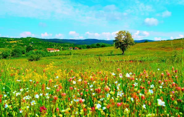 Flowers, Nature, Field, Spring, Nature, Flowers, Spring, Field