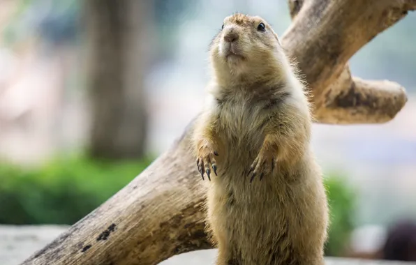 Dog, animal, cute, prairie, mammal, malaysia, sunway, prairie dog