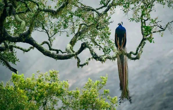 Picture trees, branches, bird, paint, feathers, Sri Lanka, Yala national Park, Indian peafowl