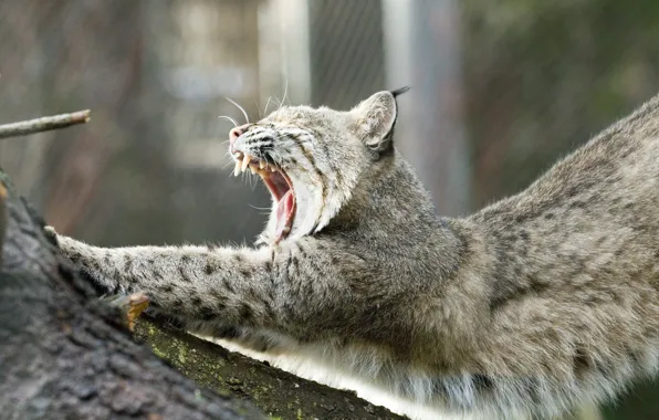 Tree, mouth, lynx, yawns