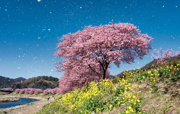 The sky, tree, spring, Sakura, flowering