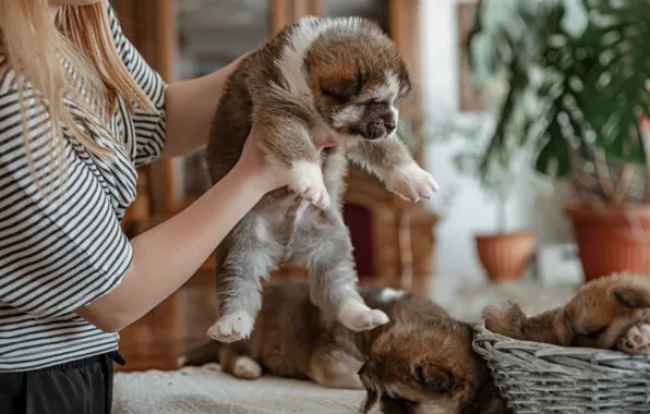 Girl, room, dog, hands, baby, puppies, puppy, kids