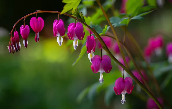 Flowers, pink, broken heart, the bleeding heart
