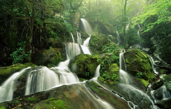 Forest, trees, green, stones, Waterfall