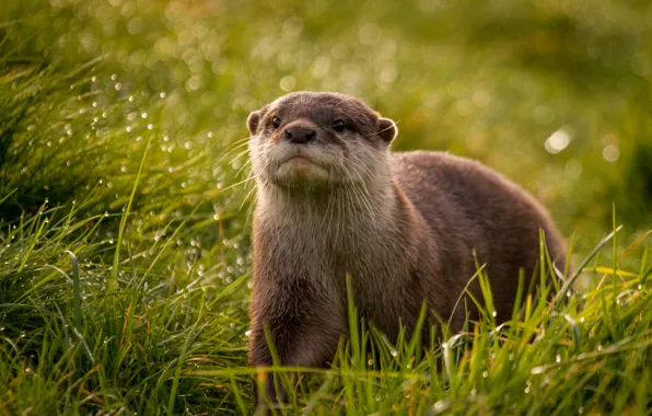 Grass, look, droplets, Rosa, glare, muzzle, otter