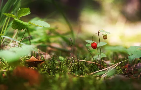 Picture greens, summer, grass, leaves, berries, glade, moss, strawberries