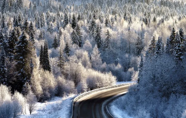 Picture winter, frost, road, forest