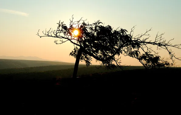 TREE, HILLS, MOUNTAINS, HORIZON, The SUN, LIGHT, RAYS, DAL