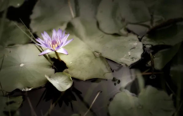 Summer, nature, Lily