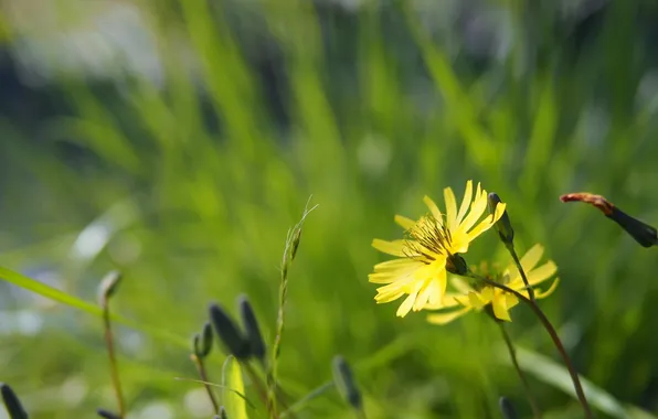 Summer, flowers, nature
