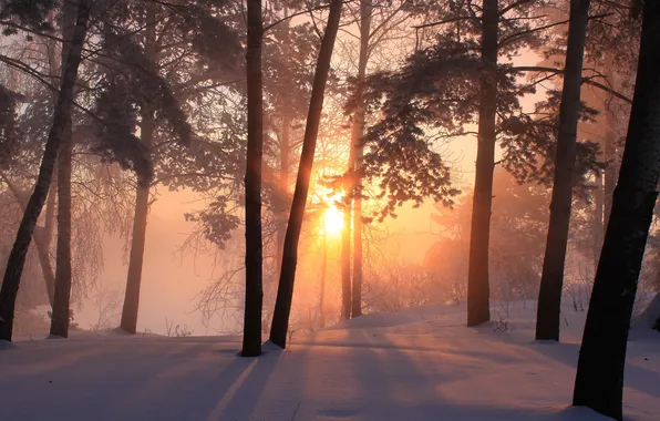 Winter, forest, snow, sunset