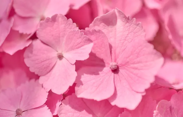 Picture macro, pink, flowers, hydrangea