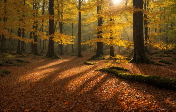 Autumn, forest, the sun, rays, light, trees, branches, nature