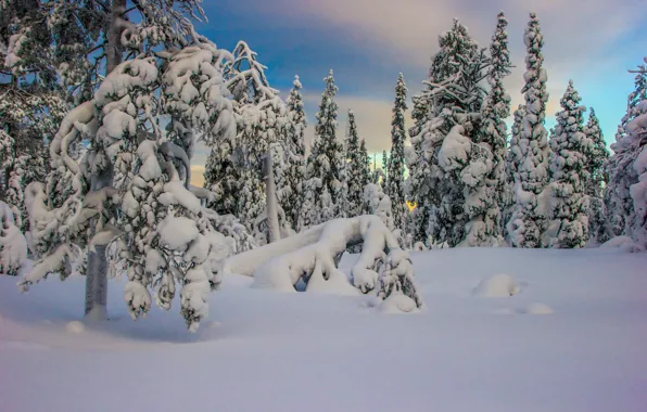 Picture winter, snow, trees, landscape, nature, ate, The Arctic, Kandalaksha