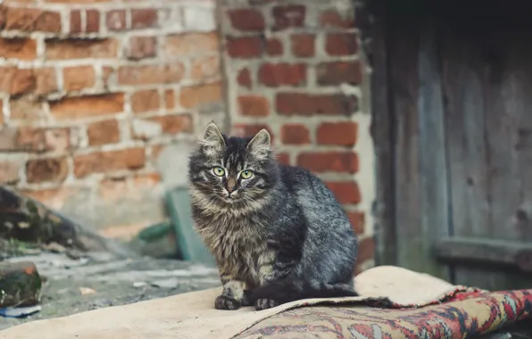 Cat, look, background