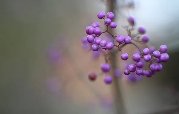 Picture macro, berries, focus, blur, purple, lilac, Purpleberry, Callicarpa