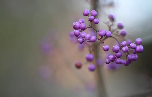 Macro, berries, focus, blur, purple, lilac, Purpleberry, Callicarpa