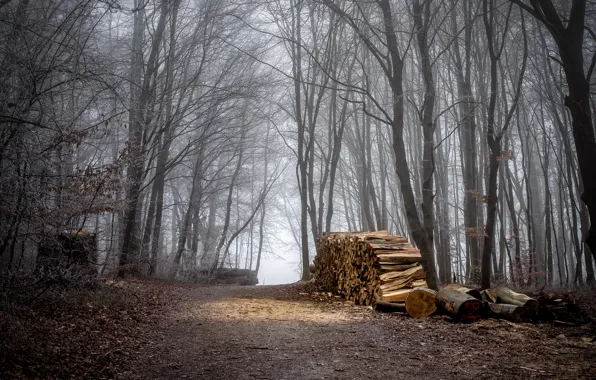 Autumn, Forest, Trail, Fall, Autumn, Forest, Path, Wood