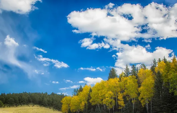 Picture autumn, forest, the sky, trees
