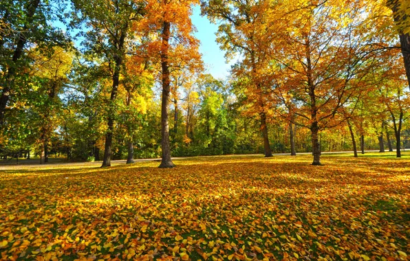 Picture autumn, leaves, trees, Park