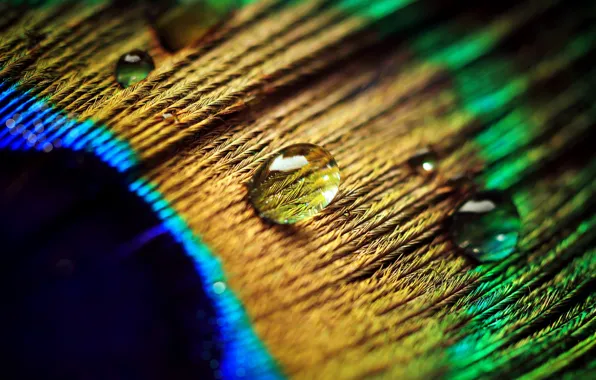 Water, drops, macro, pen, peacock