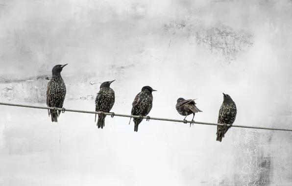 Birds, background, wire