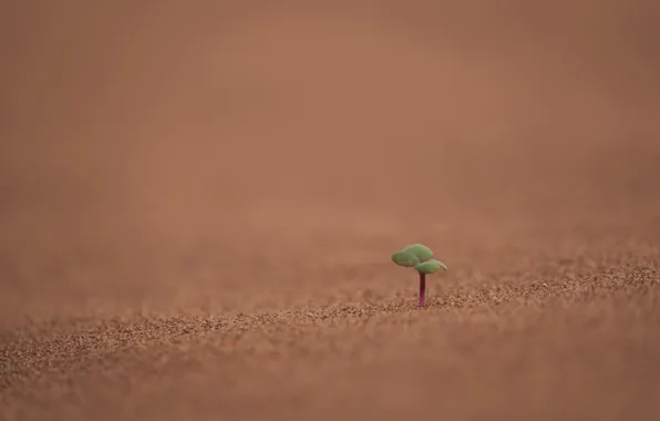 Desert, plant, Rostock