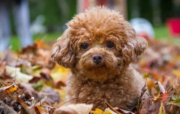 Picture look, leaves, dog, puppy, poodle