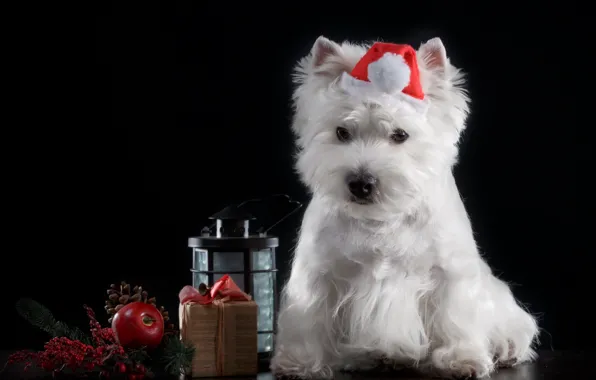 Holiday, hat, Dog, Puppy, Baby