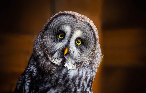 Picture owl, owl, bird of prey
