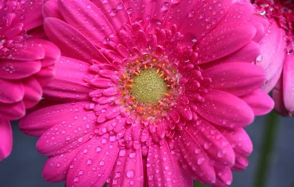 Flower, drops, macro, Rosa, pink, petals, gerbera