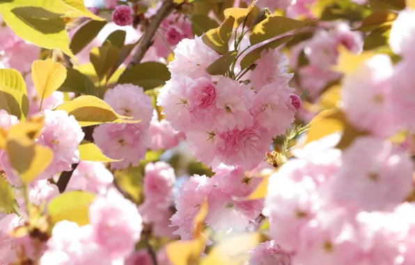 Leaves, light, flowers, branches, tree, spring, Sakura, pink