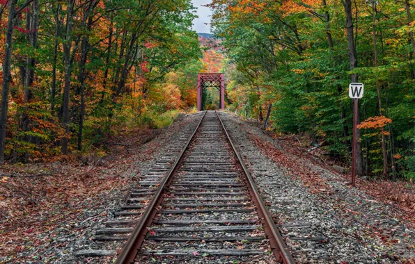 Picture autumn, forest, railroad