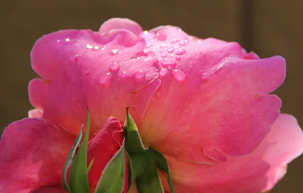 Summer, water, drops, macro, petals, stem, macro, pink flower