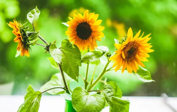 Picture sunflowers, trio, suns
