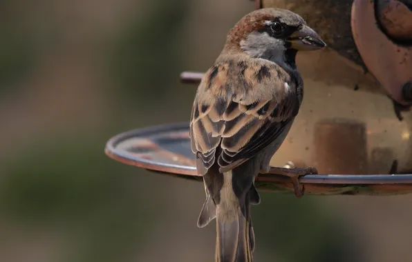 Bird, Sparrow, bokeh, feeder