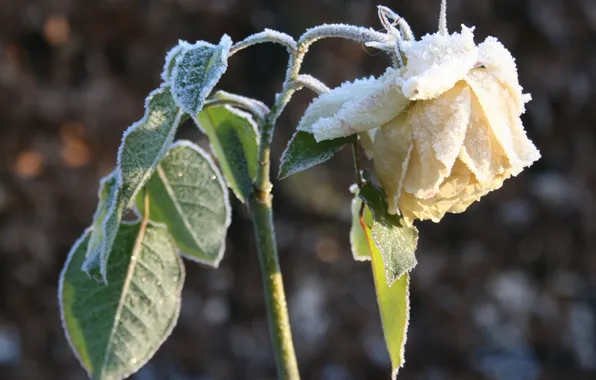 Picture winter, frost, flower, leaves, snow, rose, petals, stem