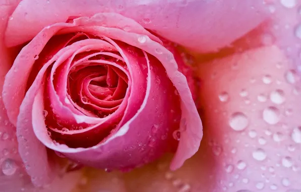 Flower, drops, macro, pink, rose, petals