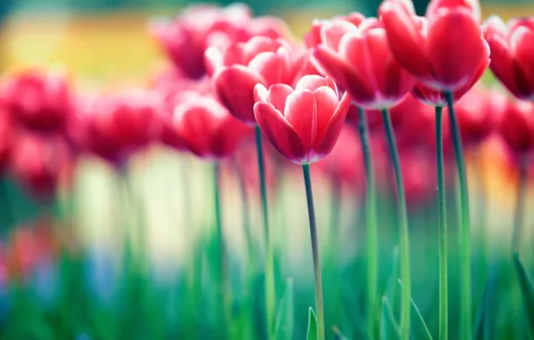 Flowers, nature, tulips
