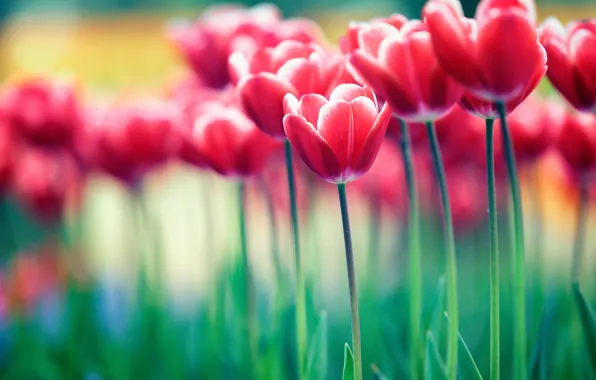 Picture flowers, nature, tulips