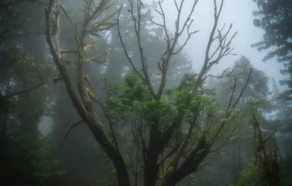 Picture forest, the sky, leaves, trees, branches, nature, fog, moss