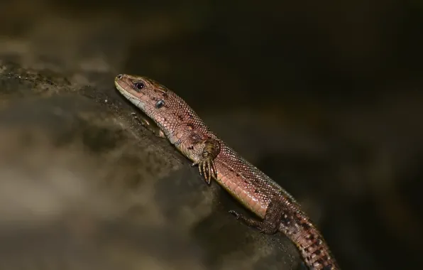 Picture look, tree, bokeh, reptiles, lizard Warbler.