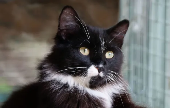Cat, cat, look, pose, kitty, black and white, black, portrait