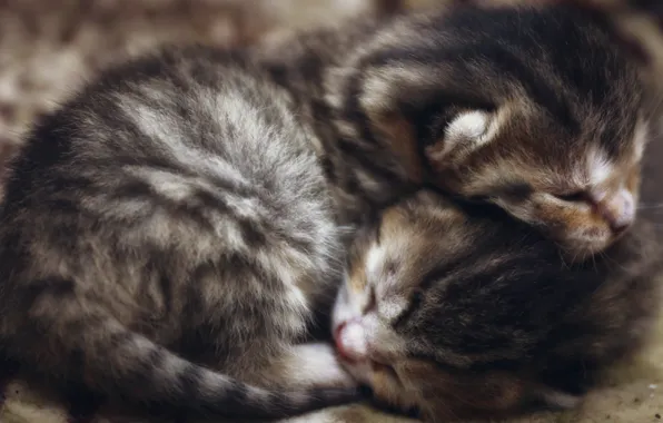 Cats, kitty, sleep, wool, small, kittens, fluffy, kitty